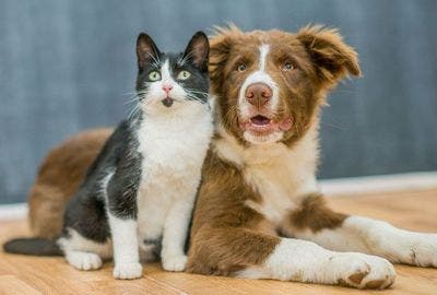 A picture of tuxedo cat and cute dog
