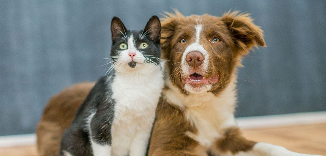 A picture of a tuxedo cat and a cute dog